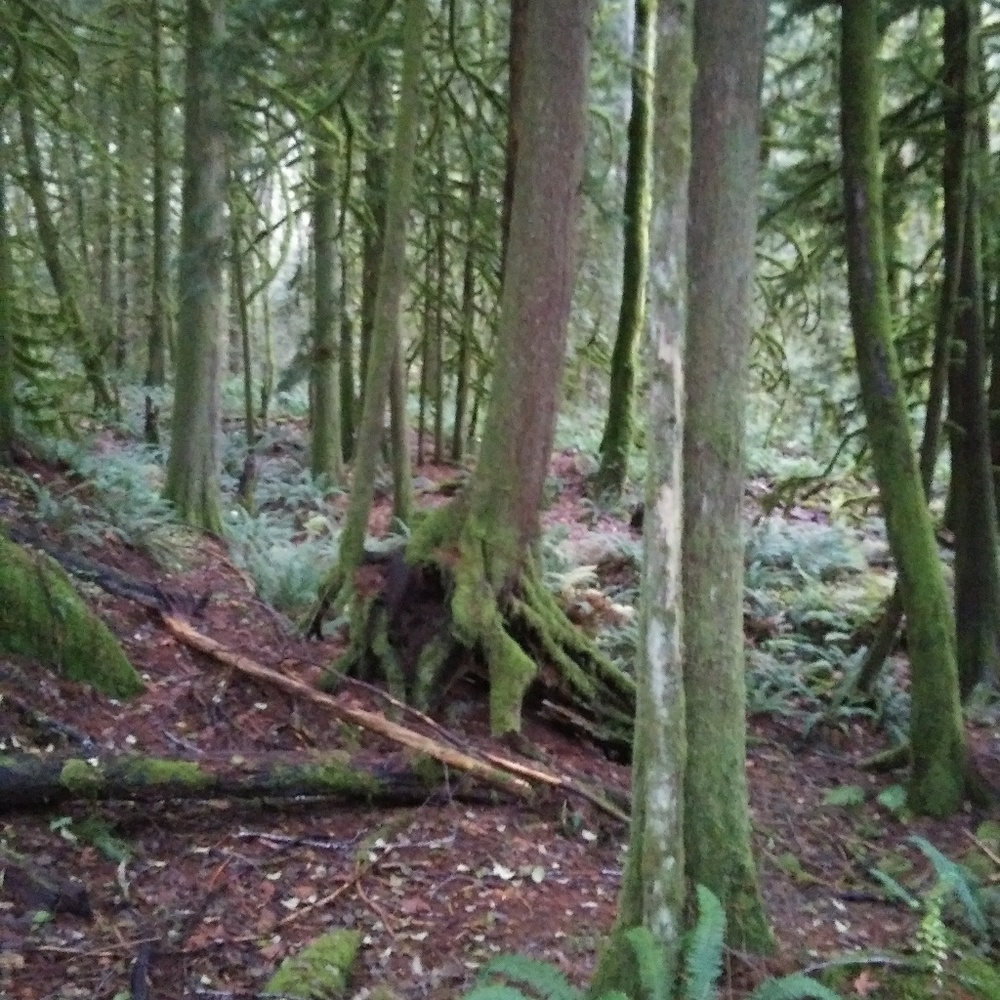 Meet your Posher, Carol